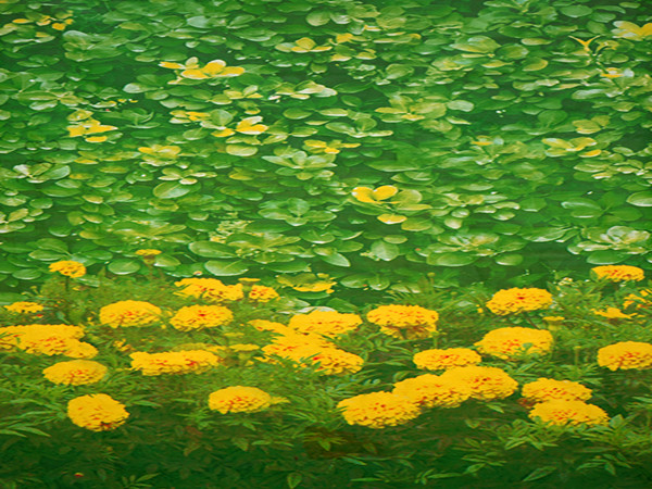 北京印花防寒布生产厂家：解析绿化防寒布的核心功能特性与应用价值